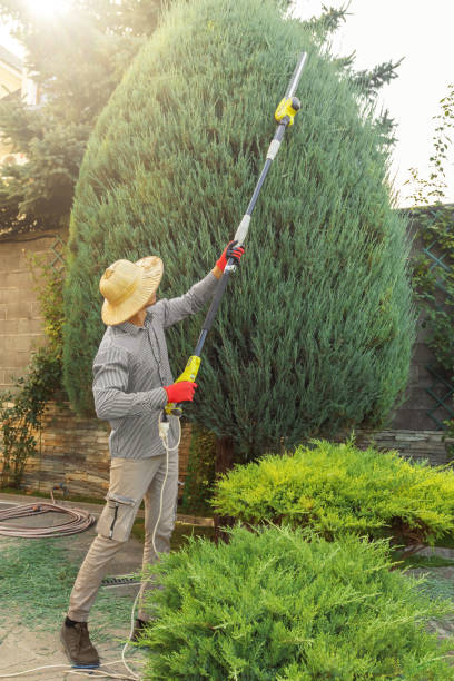 Best Palm Tree Trimming  in , DC